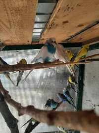 Papagali Peruși de vânzare