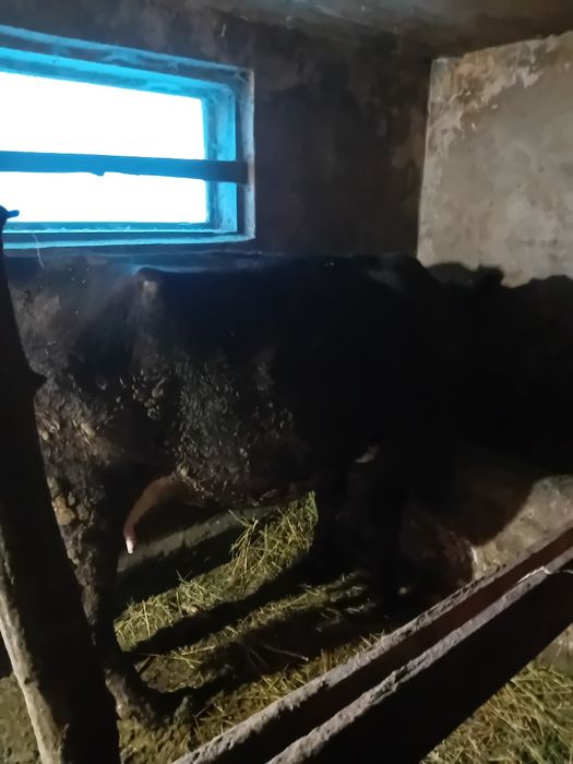 Vând vacă neagră de 4 ani