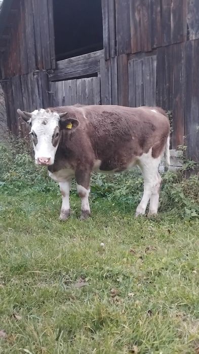 Vaci juninci de vinzare