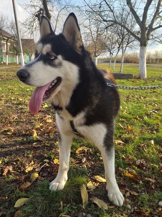 Donez Husky impecabil