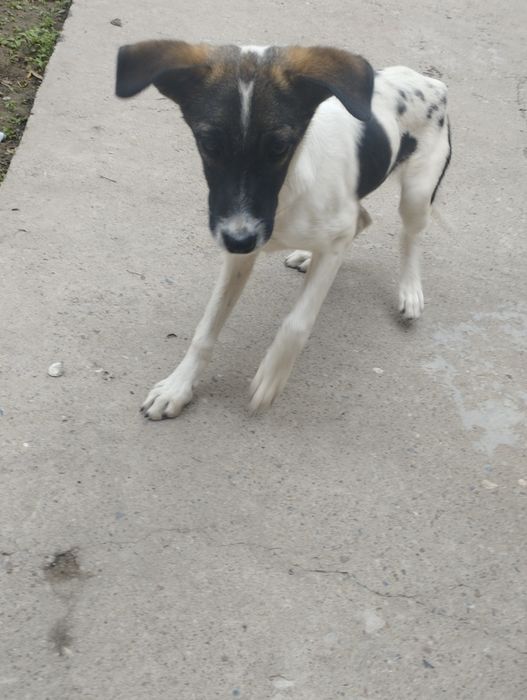 в добрые руки щенок