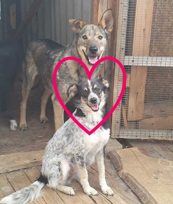 Молодая, стерилизованная собачка-звоночек в добрые руки!