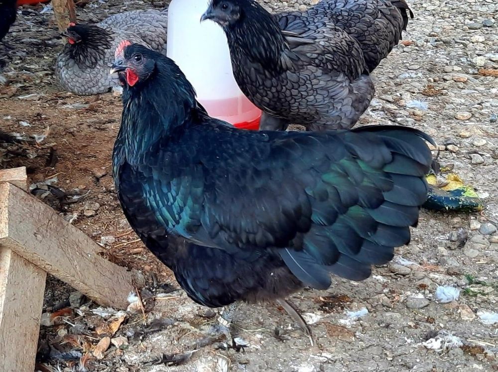 Oua De incubat Australorp