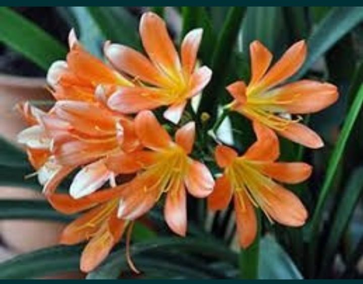 Кливия комнатный цветок !!