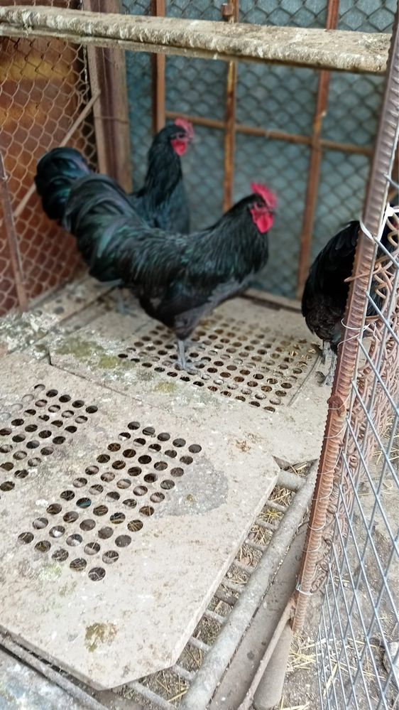 Cocos rasa australorp