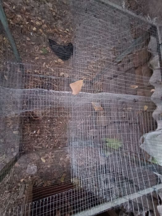 Quyon uchun katak