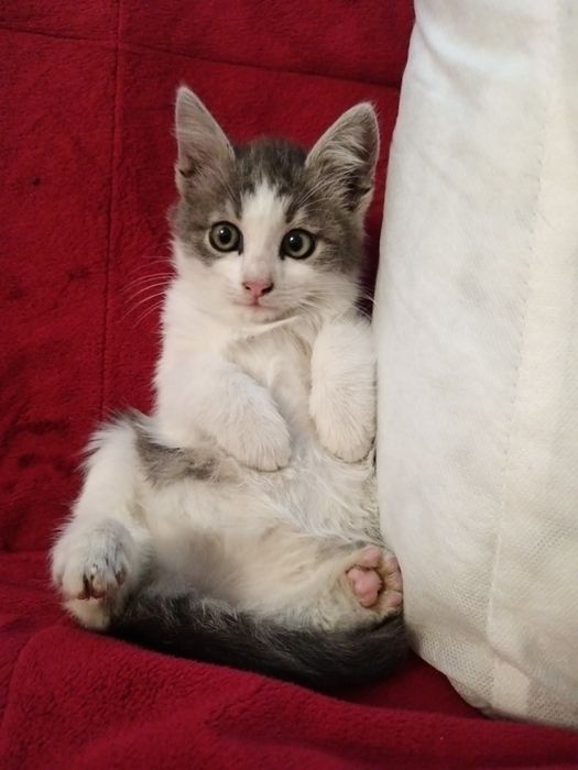 Norvegiana de Pădure