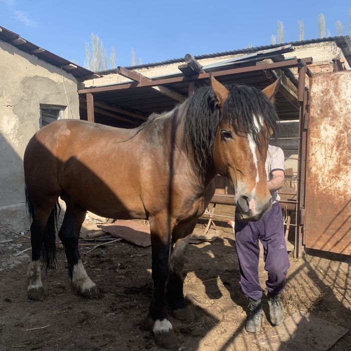 Айғыр сатылады жылкы ат конь