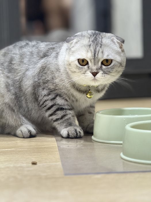 продом кошку скотиш фолд