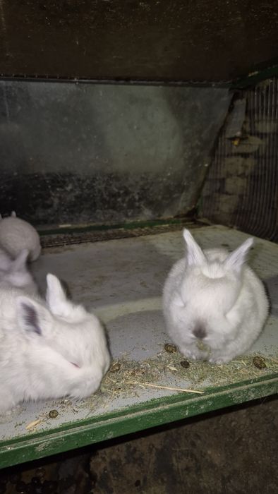 Соглом куёнчалар