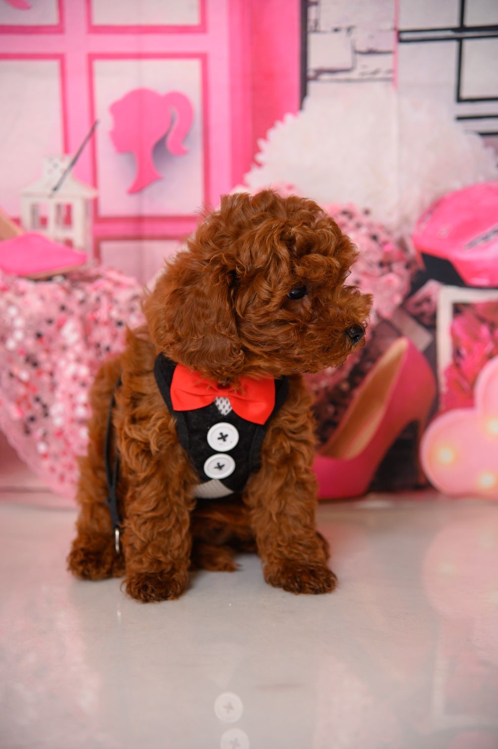 Пудел Той- Poodle Toy