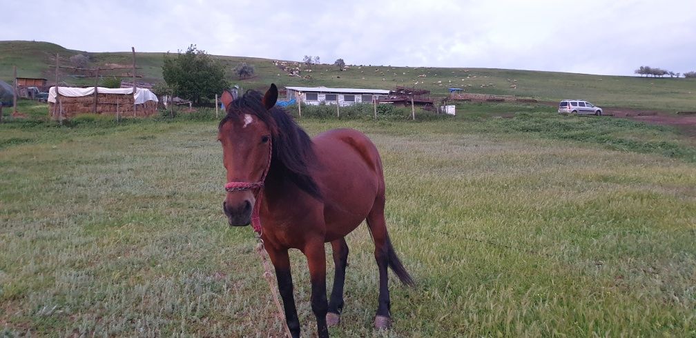 Vând iapă bună care trage bine