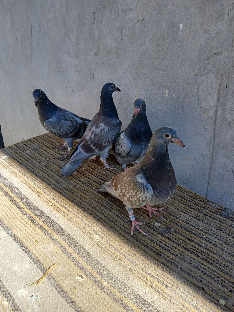Porumbei de vanzare