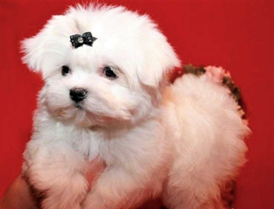 Малтийска болонка мини