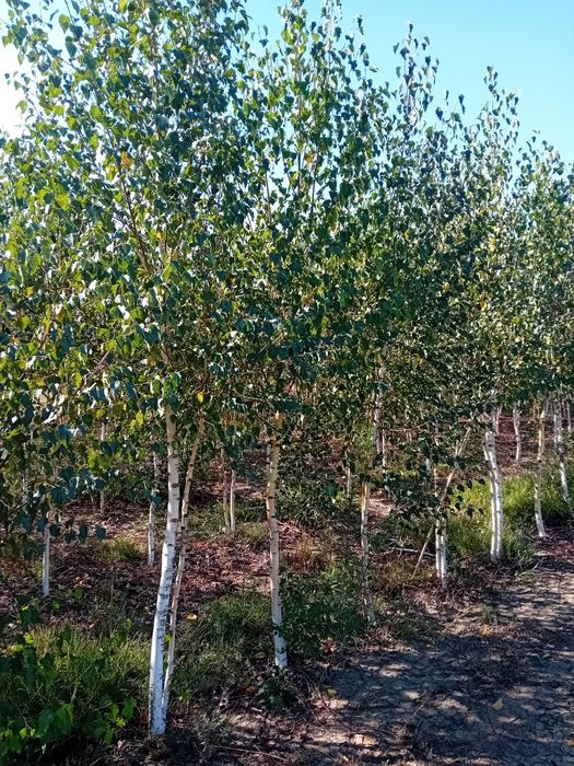 Vând mesteacăn alb soiul betula