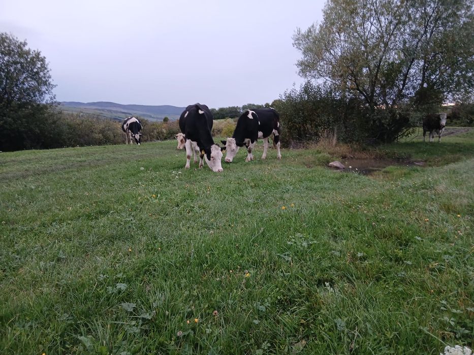Ofer spre vânzare 2 vaci gestante si doua juninci