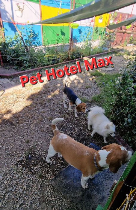 Cazare Pensiune canină /animale de campanie