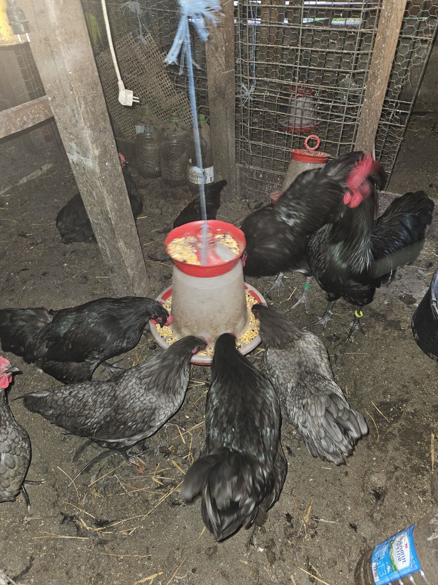 Australorp gaini cocosi Cluj Apahida