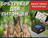 Ит, мысық үй жануарларына GPS ЖПС трекер/мониторинг/ Teltonika TMT250