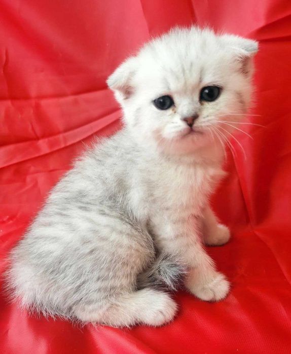 Продается вислоухий (серебристая шиншилла) котенок, девочка
