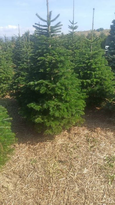 Brazi arginti și verzi