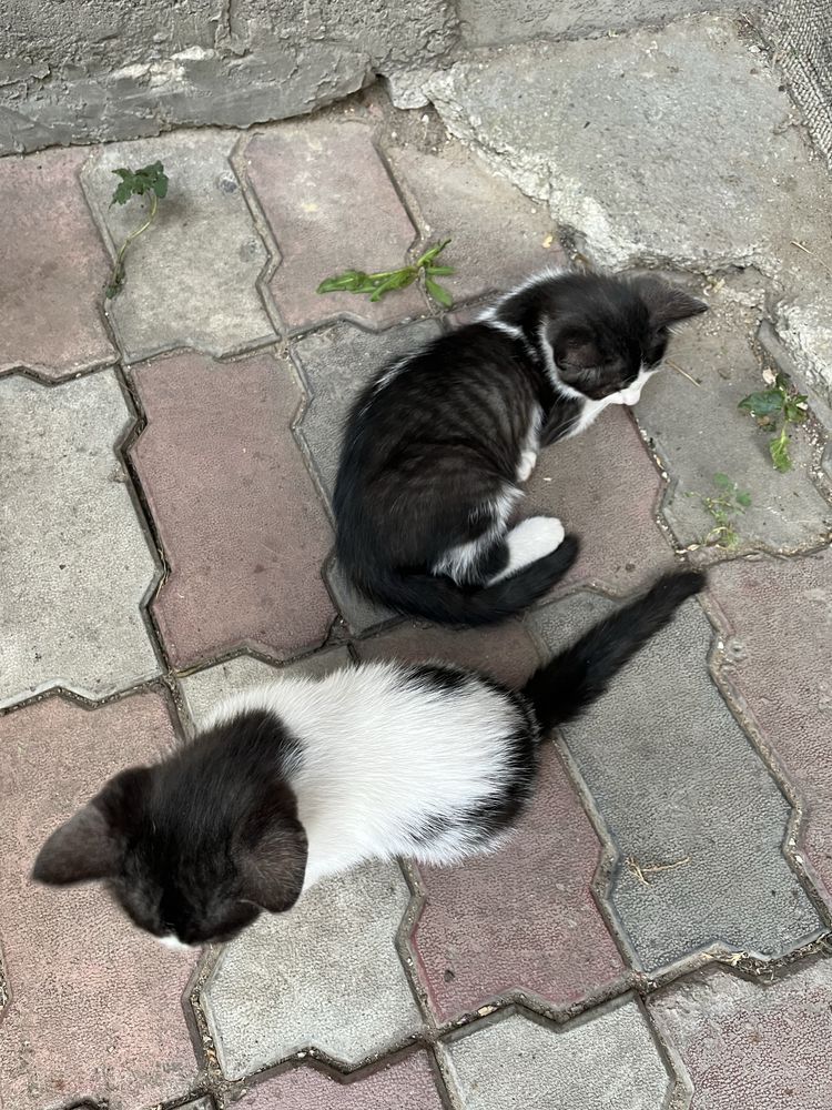 Котята разной окраски белые/черно белые