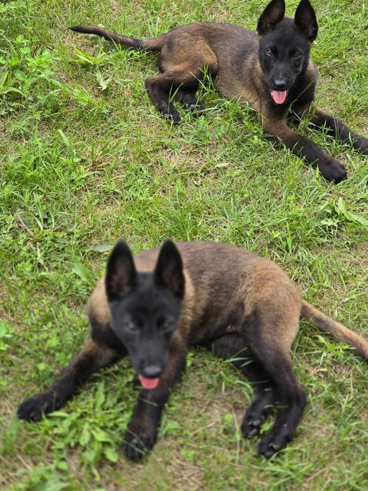 Ciobănesc Belgian Malinois