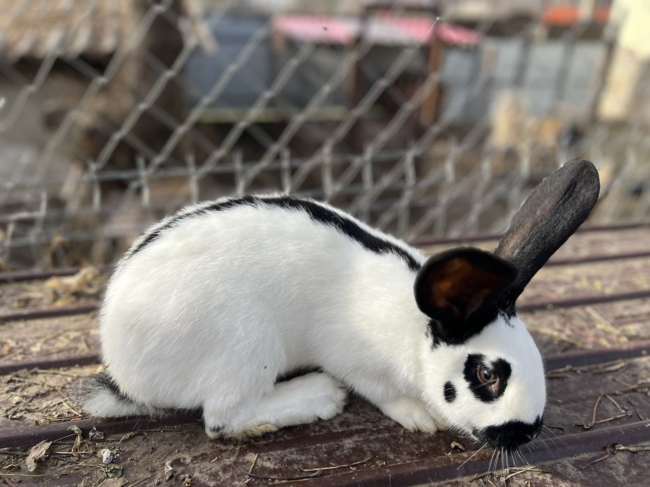 Iepuri Fluture German