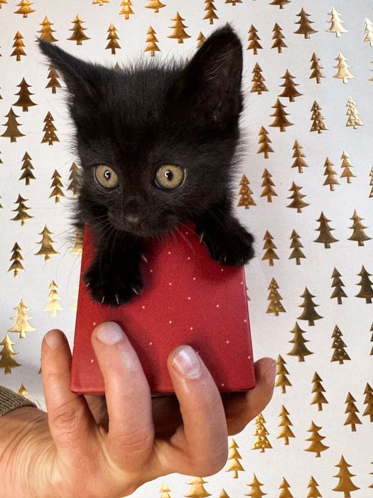 Пантери  4 на брой