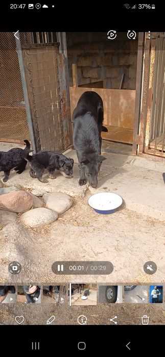 Продаётся щенки Немецкой Овчарки.