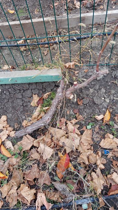 Саженцы винограда