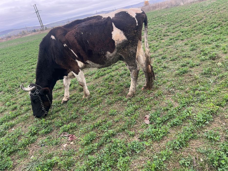 Vând vacă gestantă în 3 luni