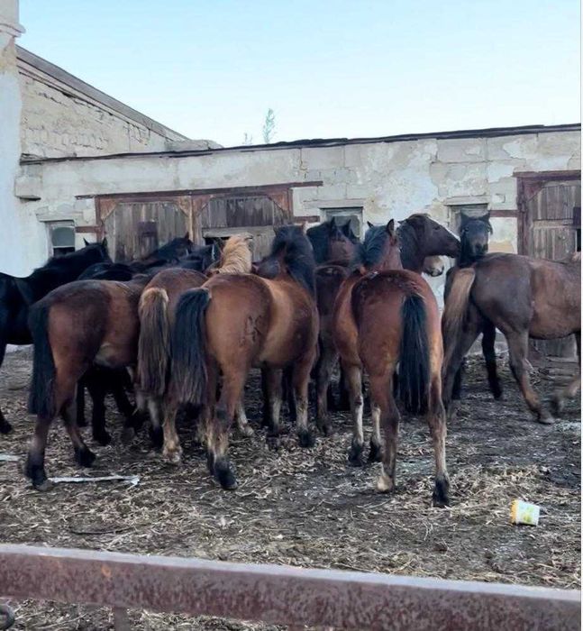 Продам лошадей на согым, 1.5 годовалых