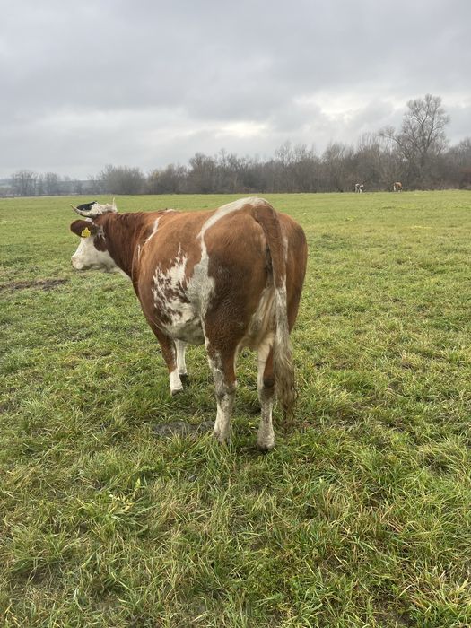 De vanzare juninca gestanta luna 9