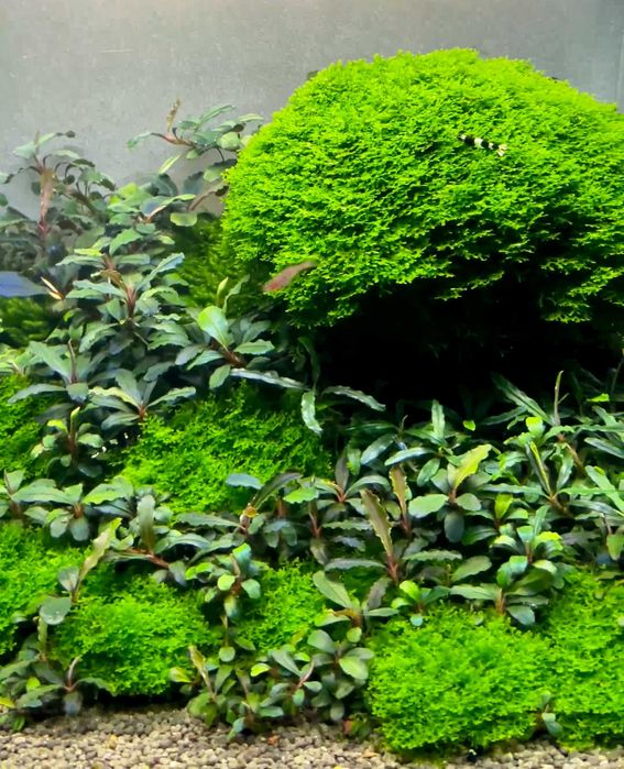 Moss acvariu/Muschi natural Coral Moss/Fissidens/Christmas/Flame/Pelia