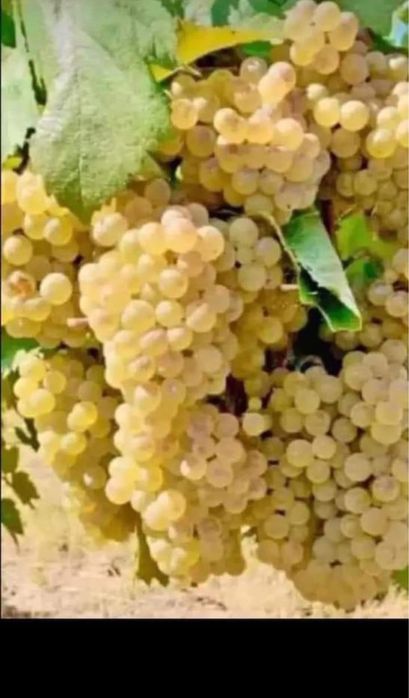 Vand struguri de vin
