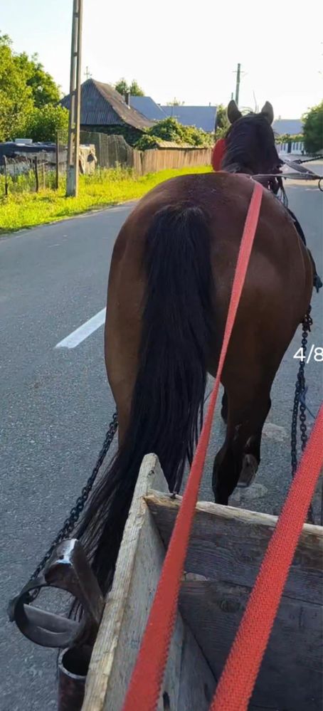 Iapa tanara buna.