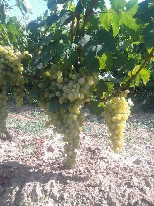 Butași de vita de vie de anul 3