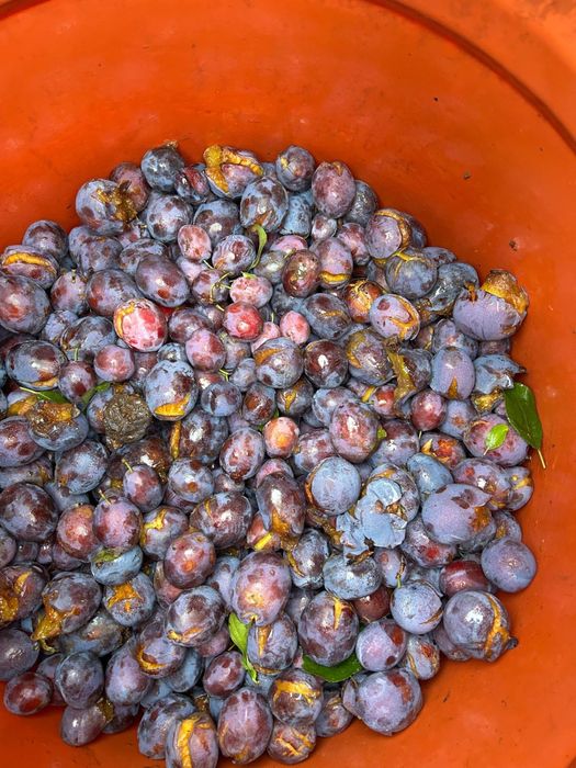 Vand prune țuica