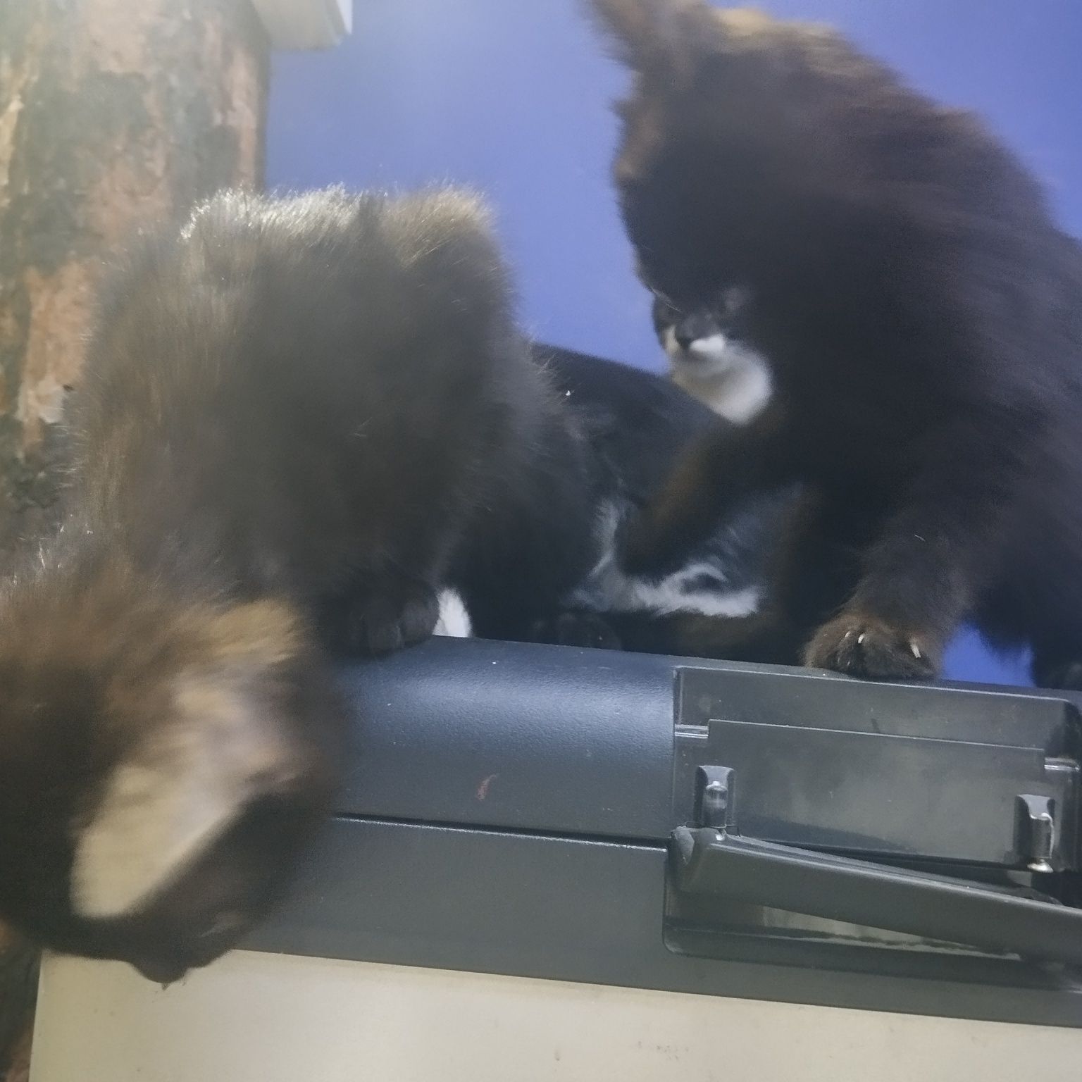 Отдаем маленьких котят