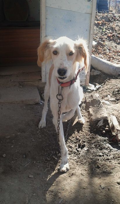 Тазы взрослый кобель