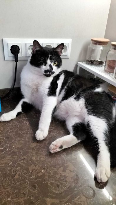 Пропал кот! Вознаграждение 100 000 ₸