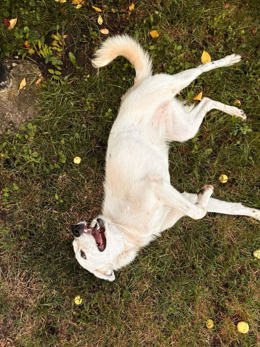 Donez Cățeluşă ~ Perla