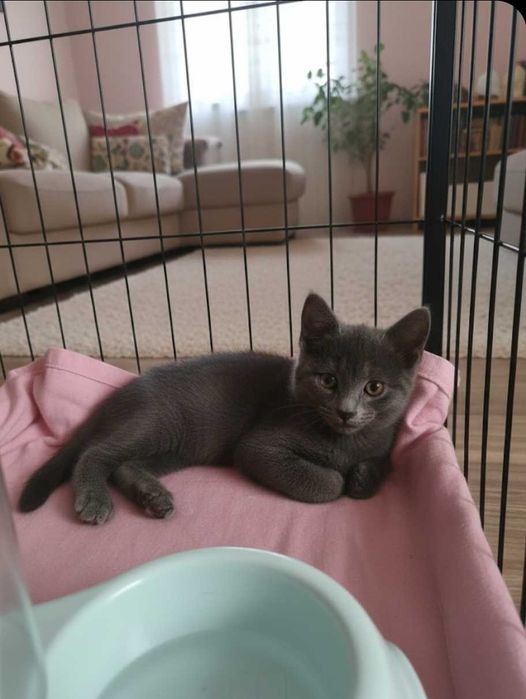 Кошки  и котята в добрые руки