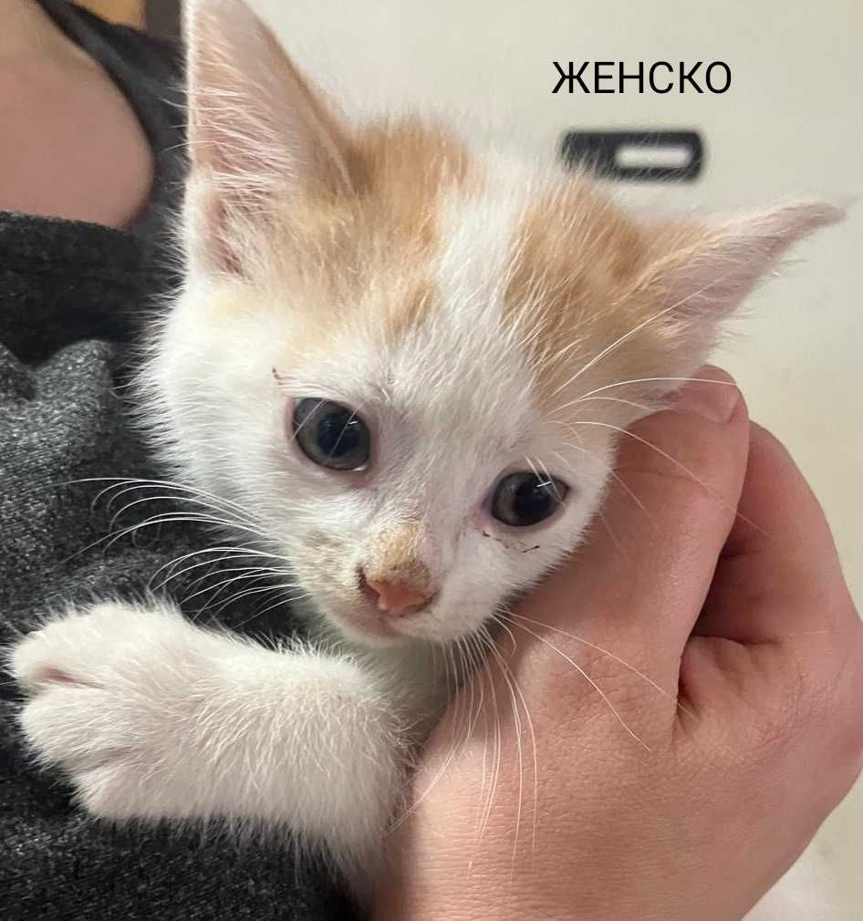 Подарявам котенца