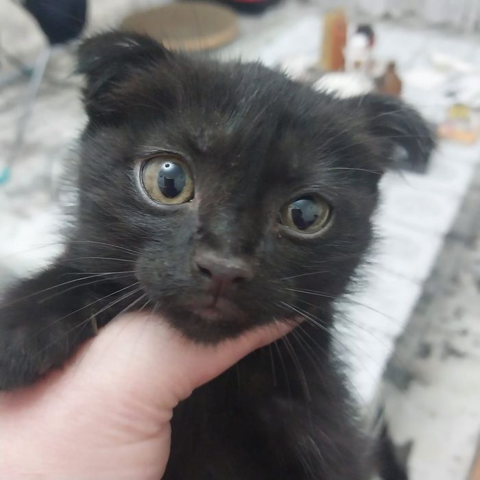 Отдам вислоухую девочку