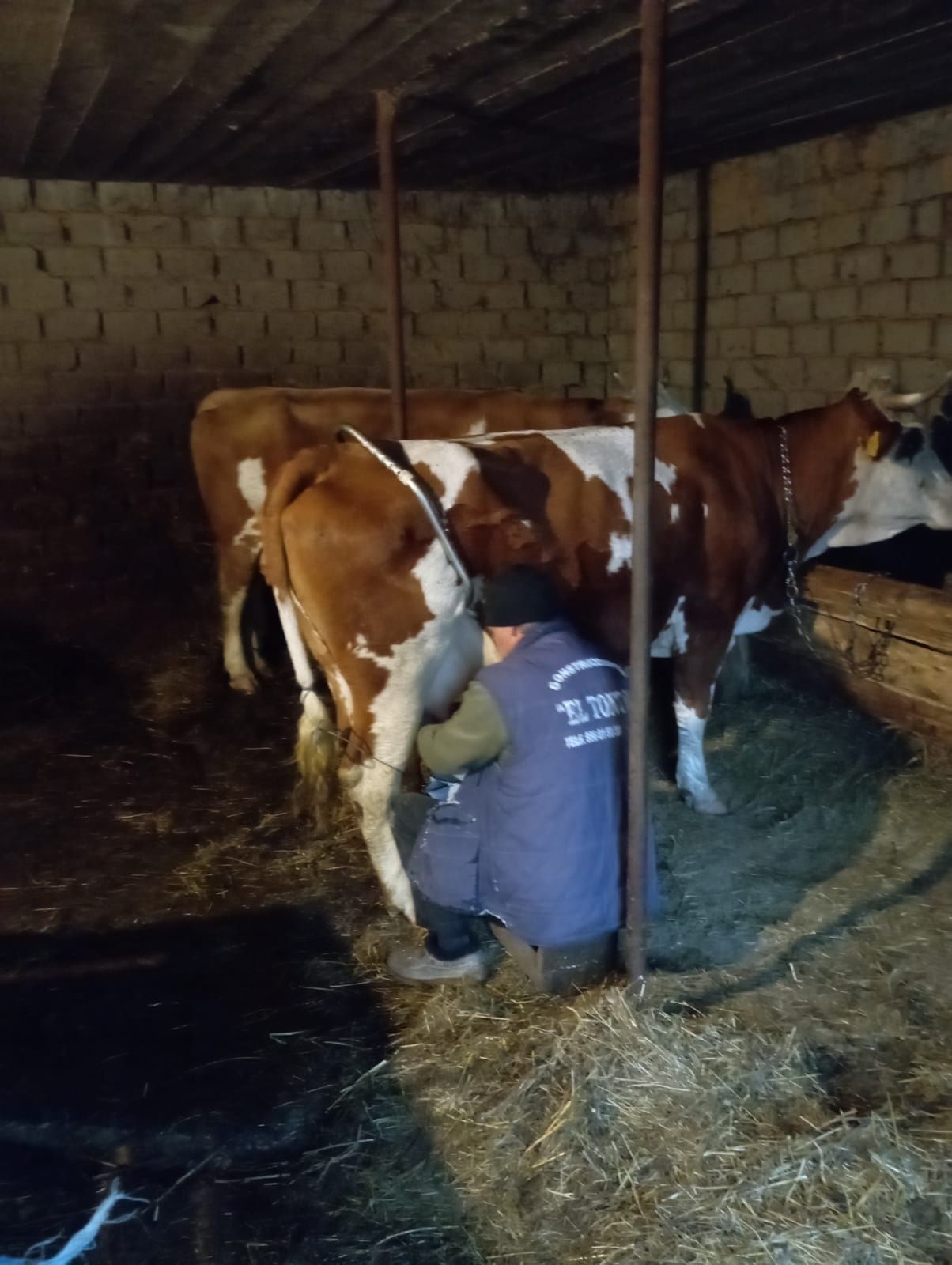 Se vinde vaca bună