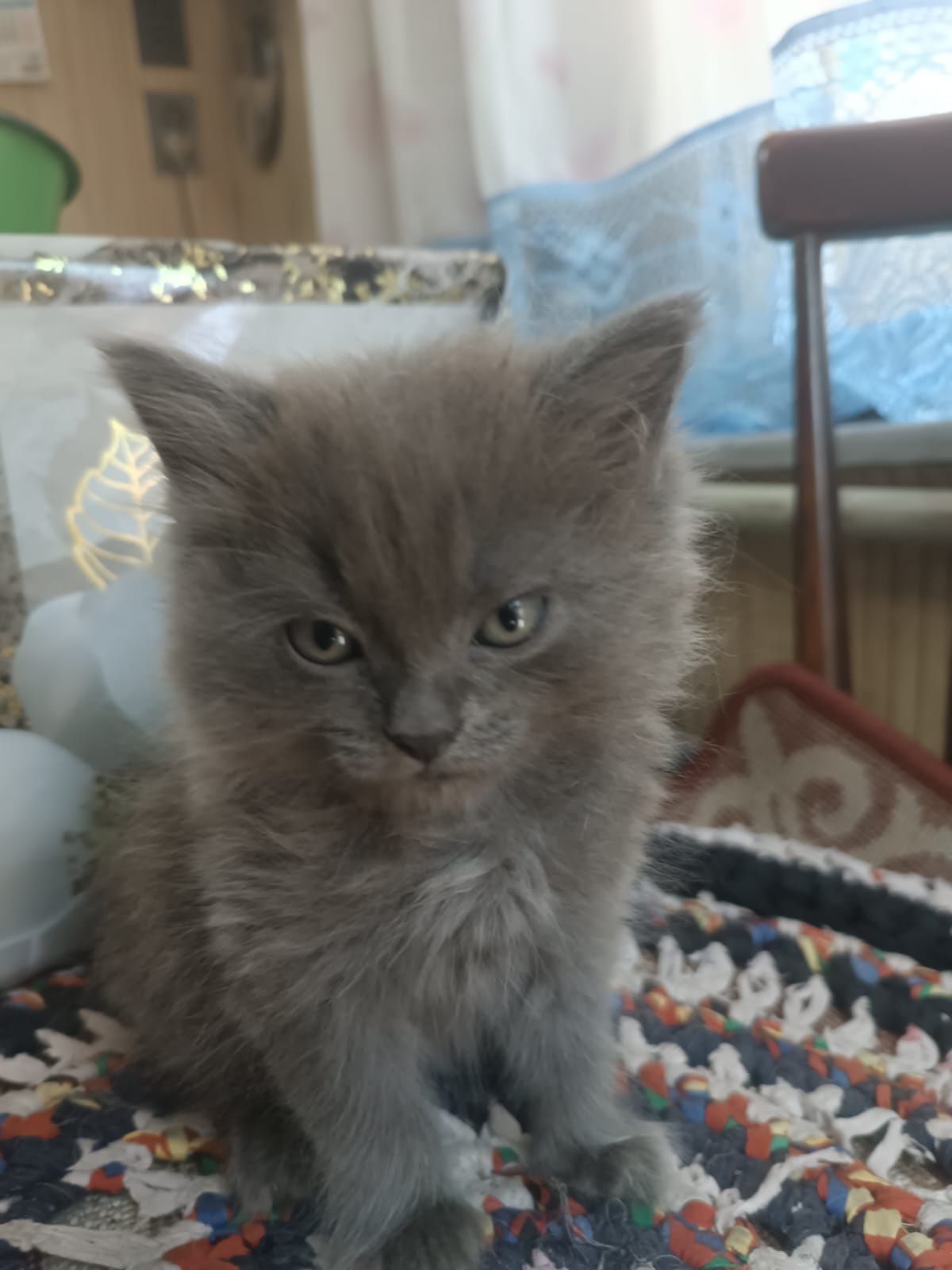 Котята Скоттиш фолд