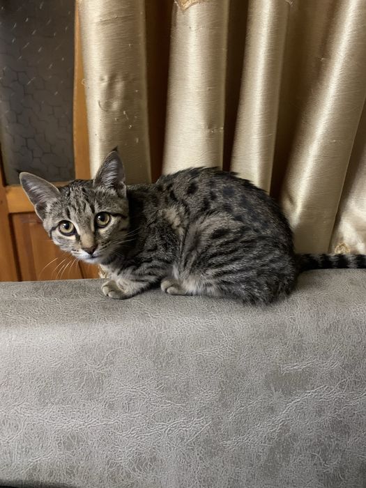 Мушукча хадияга бераман