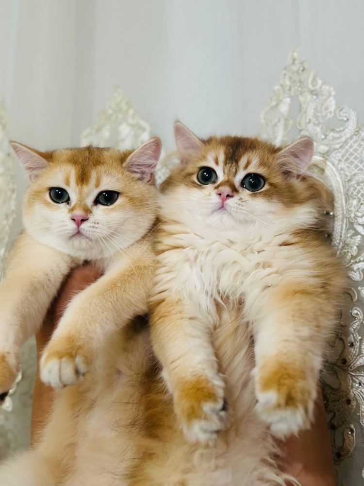 Кот на вязку привазной кот